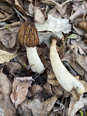 Half-Free Morel (Morchella punctipes (M. semilibera))