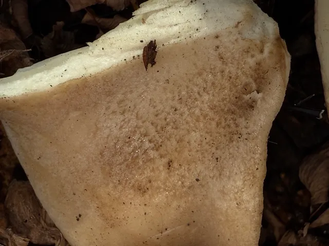 undefined (Harmajaea harperi)