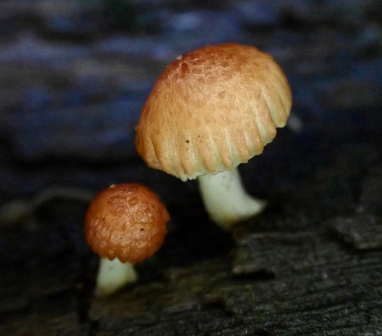 Sunray Sawtooth (Heliocybe sulcata)