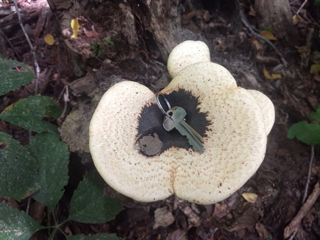 Dryad's Saddle (Cerioporus squamosus)