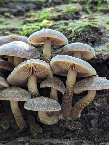 Scaber Stem Agrocybe (Agrocybe firma)