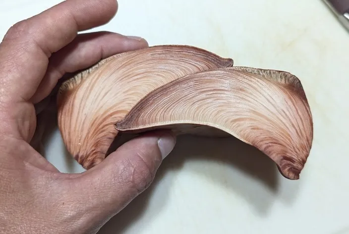 Beefsteak Fungus (Fistulina americana)