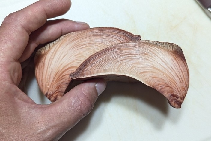 Beefsteak Fungus (Fistulina americana)