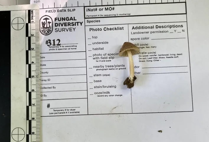 undefined (Inocybe sp-NE01)