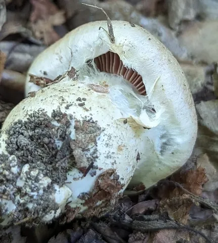 Cortinarius subpulchrifolius