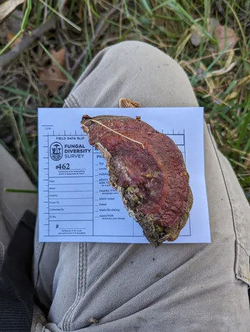 undefined (Ganoderma sessile)