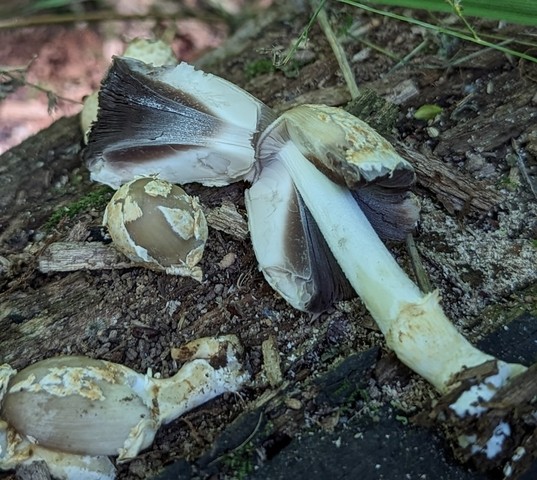 Scaly Ink Cap (Coprinopsis variegata)