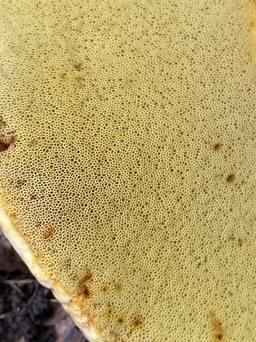 undefined (Lanmaoa pseudosensibilis)