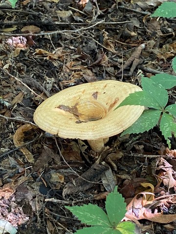 Acrid Lactarius (Lactarius psammicola)