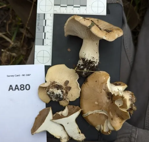 undefined (Harmajaea harperi)
