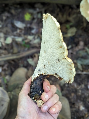 Dryad's Saddle (Cerioporus squamosus)