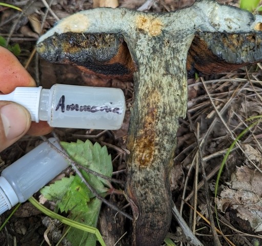 null (Boletus vermiculosoides)