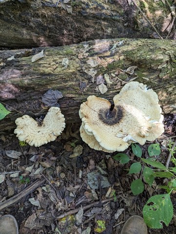 Dryad's Saddle (Cerioporus squamosus)