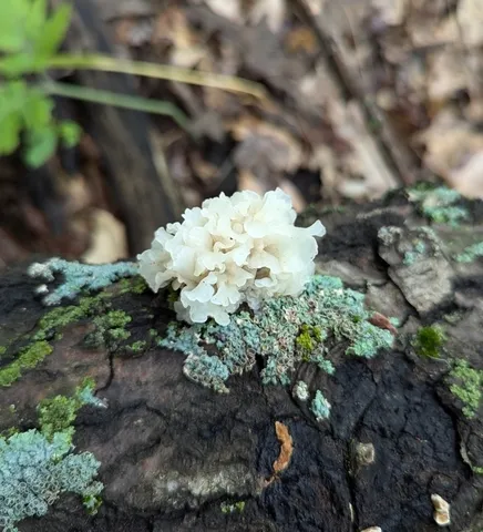 Snow Fungus (Tremella fuciformis)