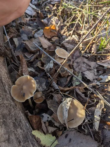 Unidentified Psathyrella (Psathyrella spp.)