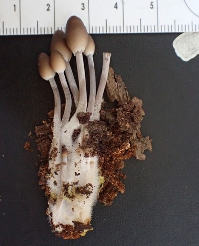 Clustered Bonnet (Mycena inclinata-IN01)