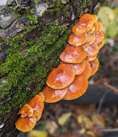 Velvet Foot (Flammulina velutipes)