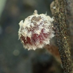 Wooly Brittlestem