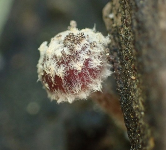 Wooly Brittlestem (Psathyrella vinosofulva)