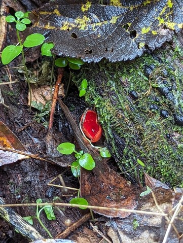 Dudley's Elf Cup (Sarcoscypha dudleyi)