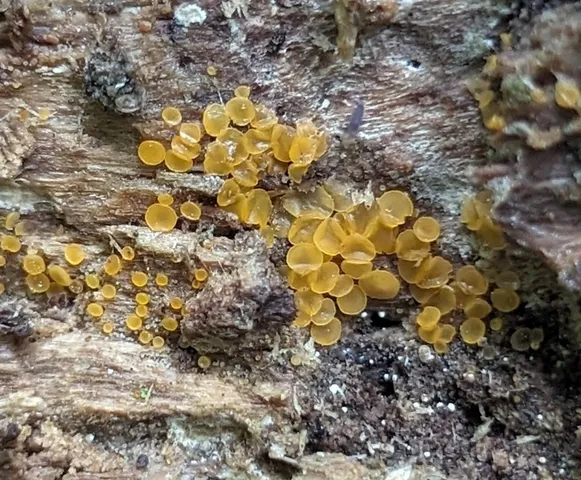 Glasscup (Orbilia xanthostigma)