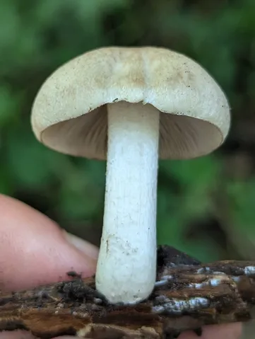 undefined (Psathyrella inflatocystis)