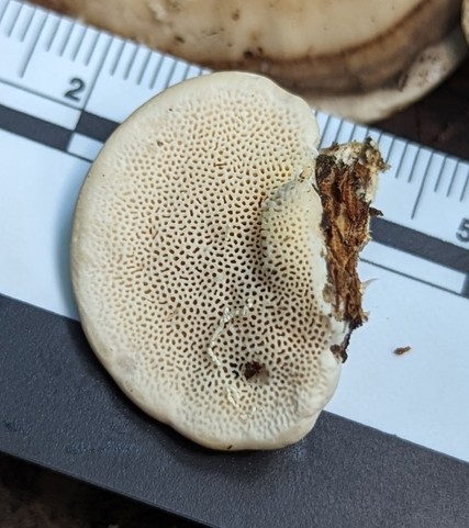 Latte Bracket (Trametes lactinea)