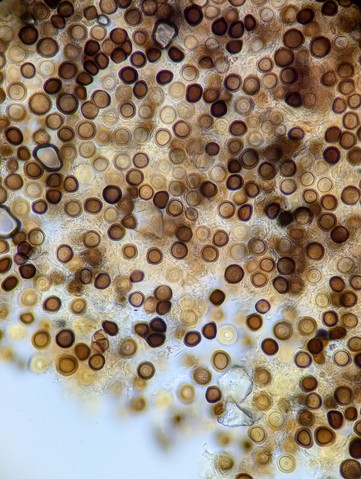 undefined (Elaphomyces sp.)