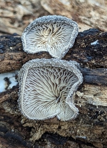 Woolly Oyster (Hohenbuehelia mastrucata)