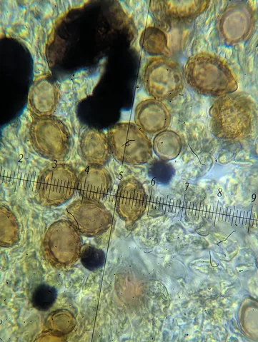 undefined (Hymenogaster spp.)