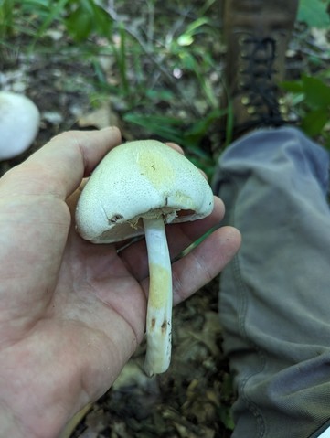 Flat-Top Agaricus (Agaricus placomyces)