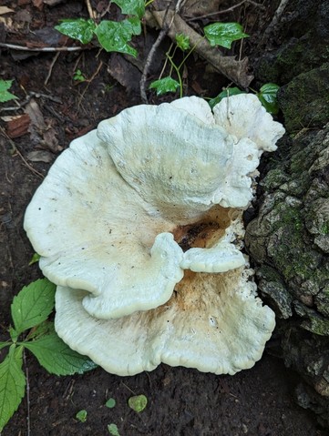 Berkeley's Polypore (Bondarzewia berkeleyi)