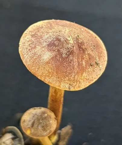 Orange Faint Foot Mushroom (Heimiomyces tenuipes)