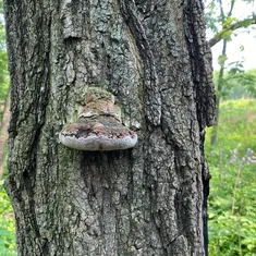 Cracked Cap Polypore