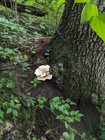 Berkeley's Polypore (Bondarzewia berkeleyi)