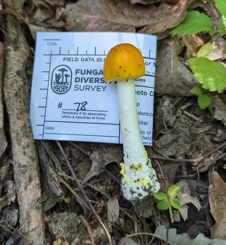 Yellow Patches (Amanita flavoconia)
