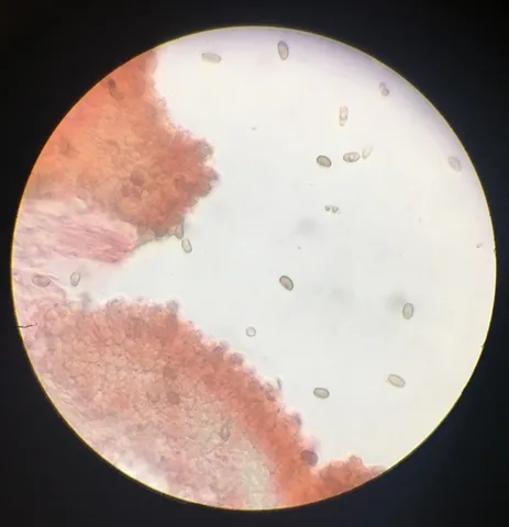 undefined (Psathyrella inflatocystis)