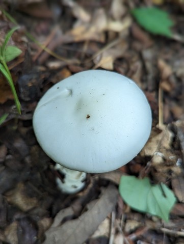 Great Felt Skirt Destroying Angel (Amanita magnivelaris)