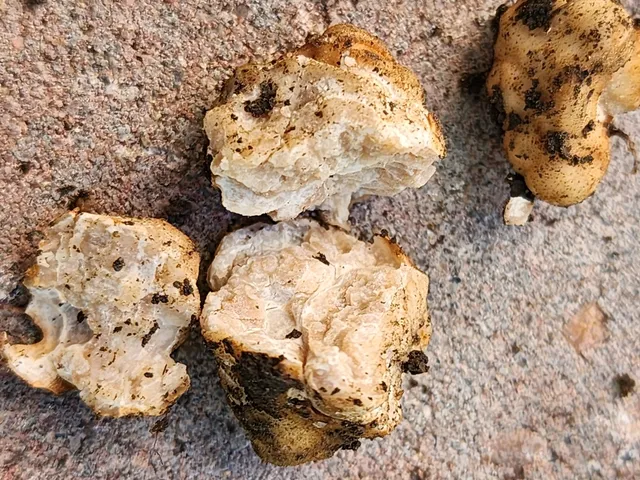 undefined (Tuber cumberlandense)