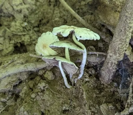 Pale Brittlestem (Candolleomyces candolleanus)