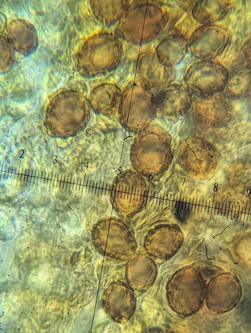 undefined (Hymenogaster spp.)