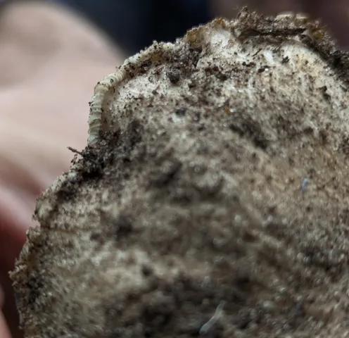 undefined (Tricholosporum sp. 1)