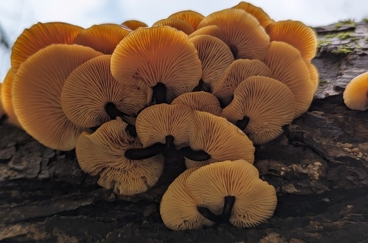 Velvet Foot (Flammulina velutipes)