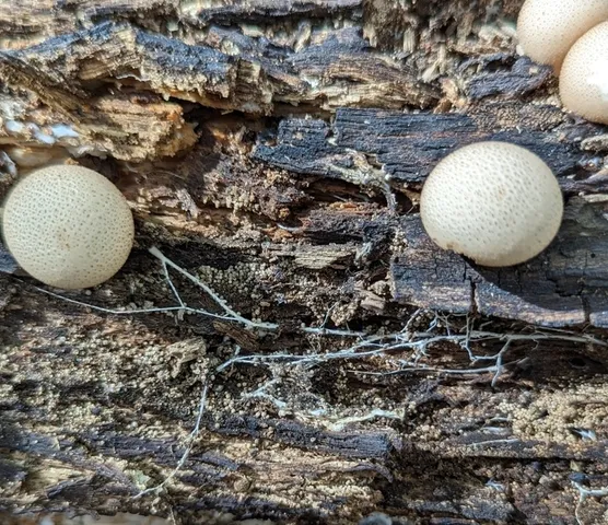 Pear-shaped Puffball (Apioperdon pyriforme)