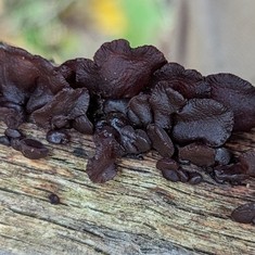 American Amber Jelly Fungus