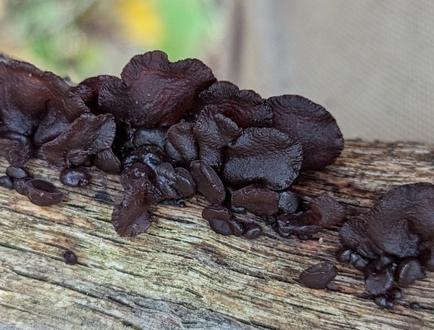 American Amber Jelly Fungus (Exidia crenata)