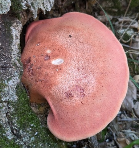 Fistulina americana