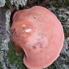 Beefsteak Fungus