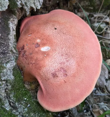 Fistulina americana