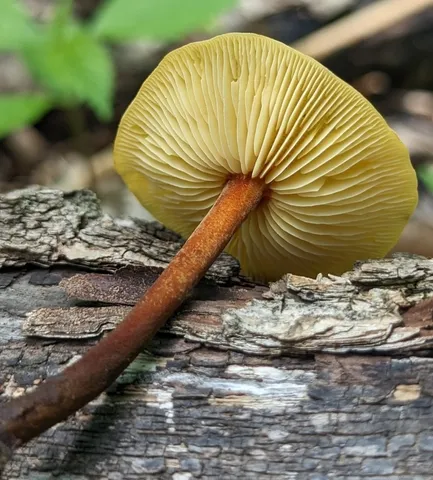 Orange Faint Foot Mushroom (Heimiomyces tenuipes)